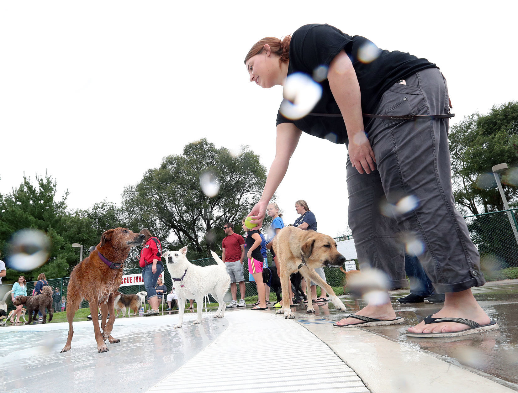 2017 Diggity Dog Dip